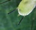 Illinoia liriodendri